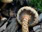 Tüskés tőkegomba (Pholiota squarrosa), Budai-hegység